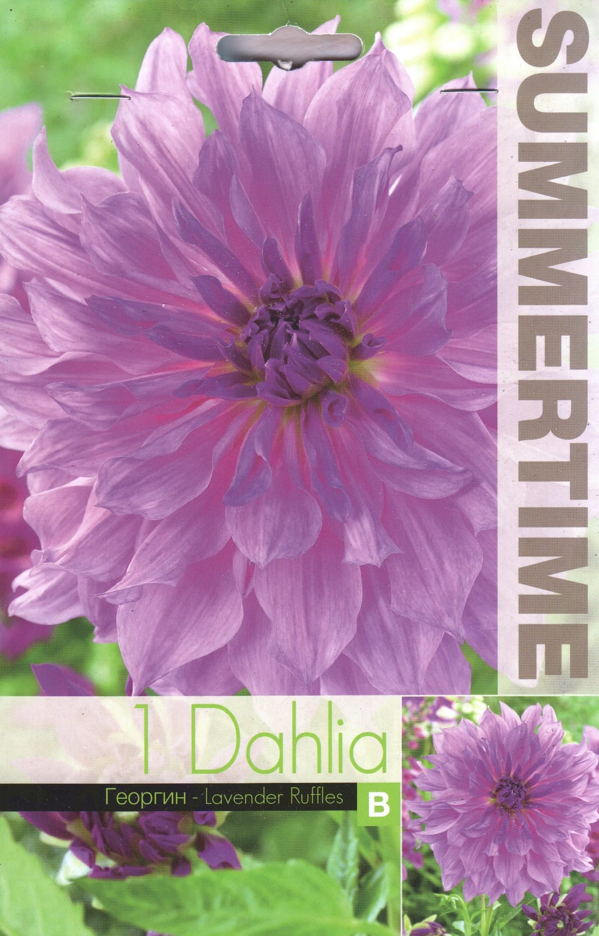 Dekoratiivdaalia "Lavender Ruffles"