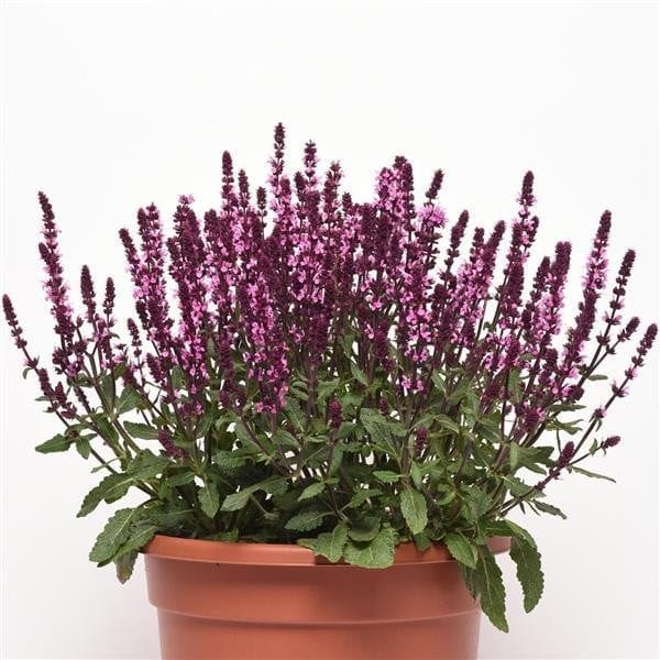 Metssalvei "Rose"