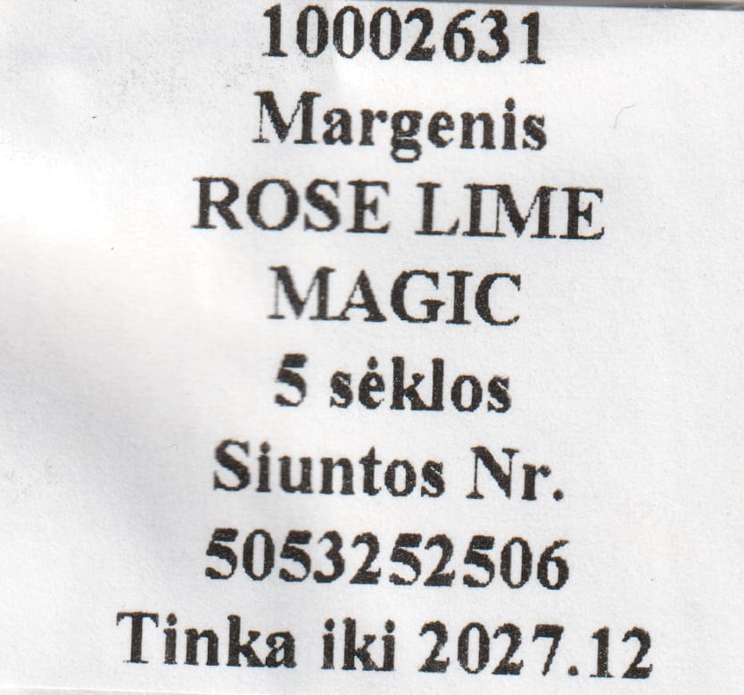 Värd-kirinõges "Rose Lime Magic"