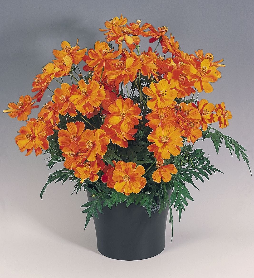 Väävelkollane kosmos "Cosmic Orange"