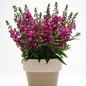 Inglilill "Raspberry"