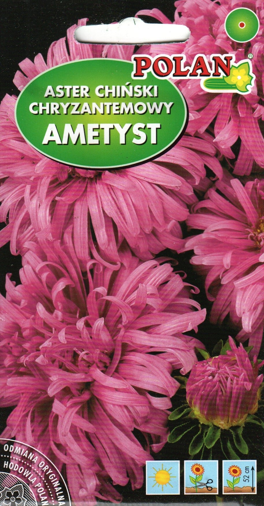 Aster "Ametyst"