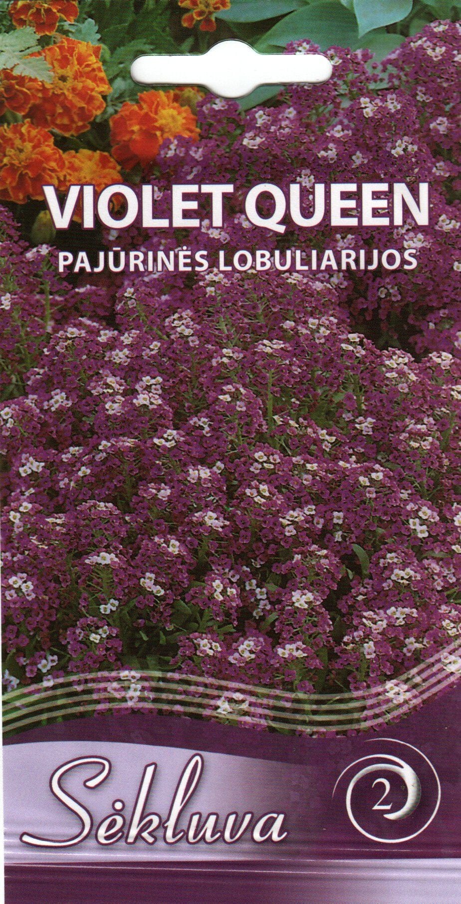 Rand-kivikilbik "Violet Queen"