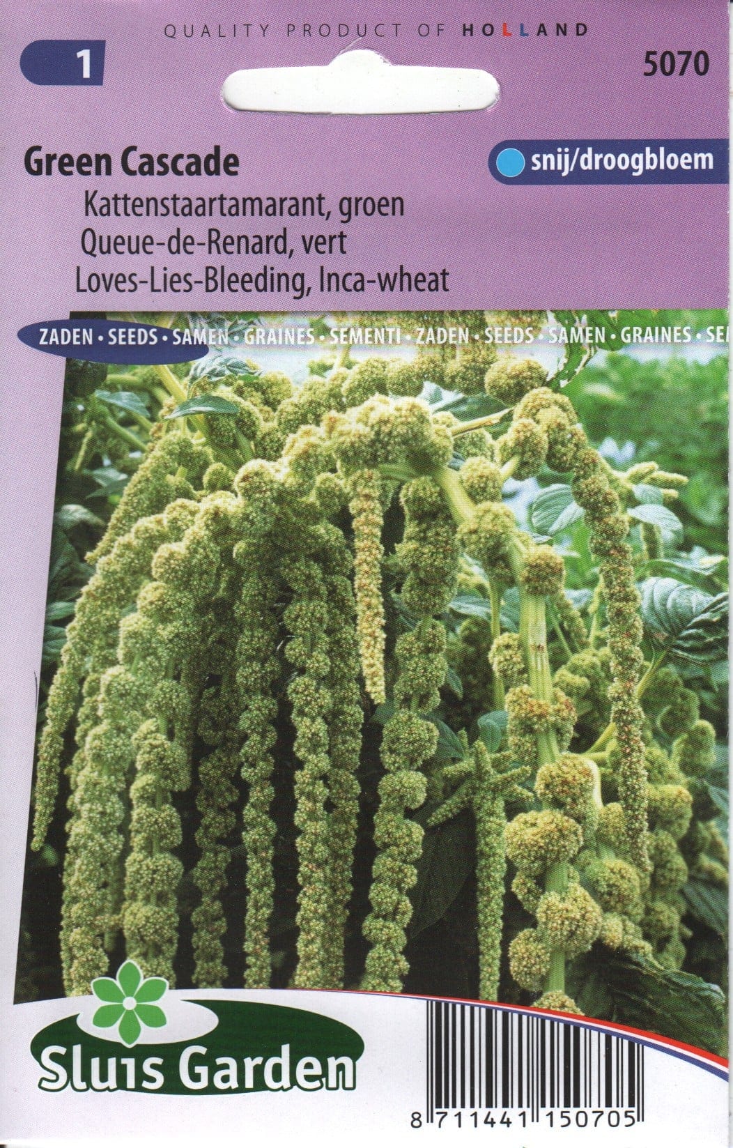 Longus rebashein " Green Cascade"