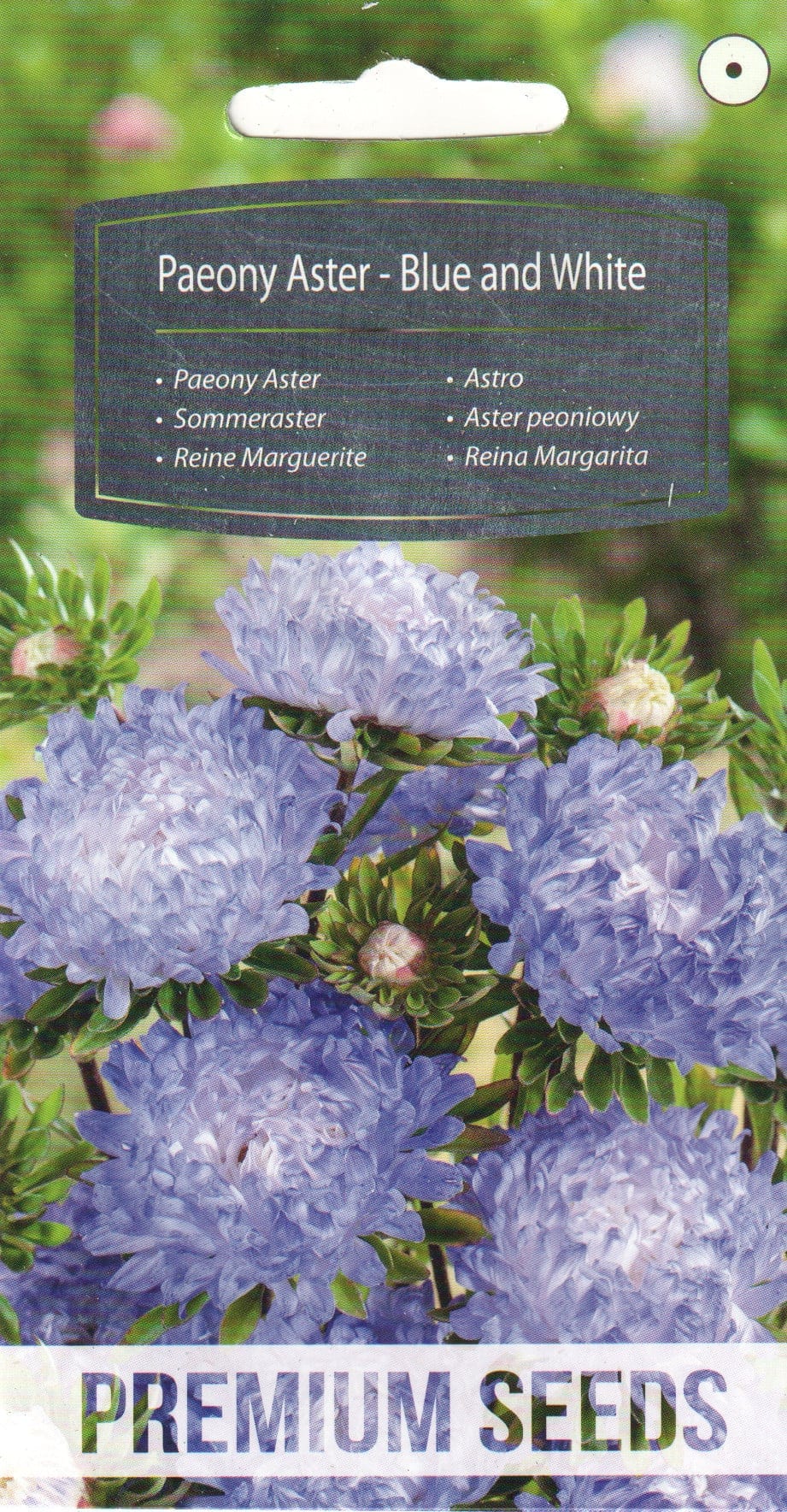 Aster "Blue and White"