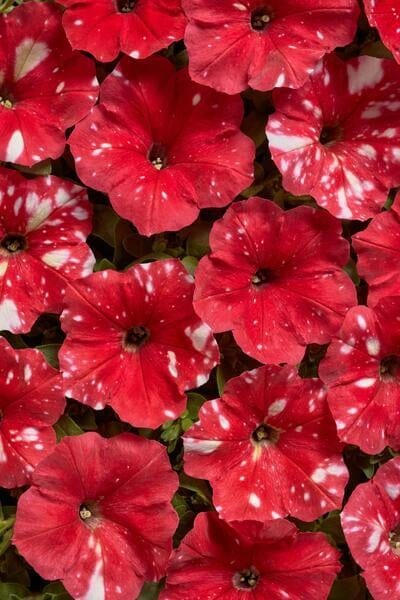 Petuunia "Dot Star Red" F1