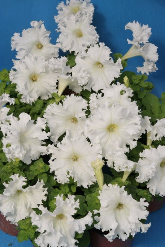 Petuunia "Aphrodita Bila" F1