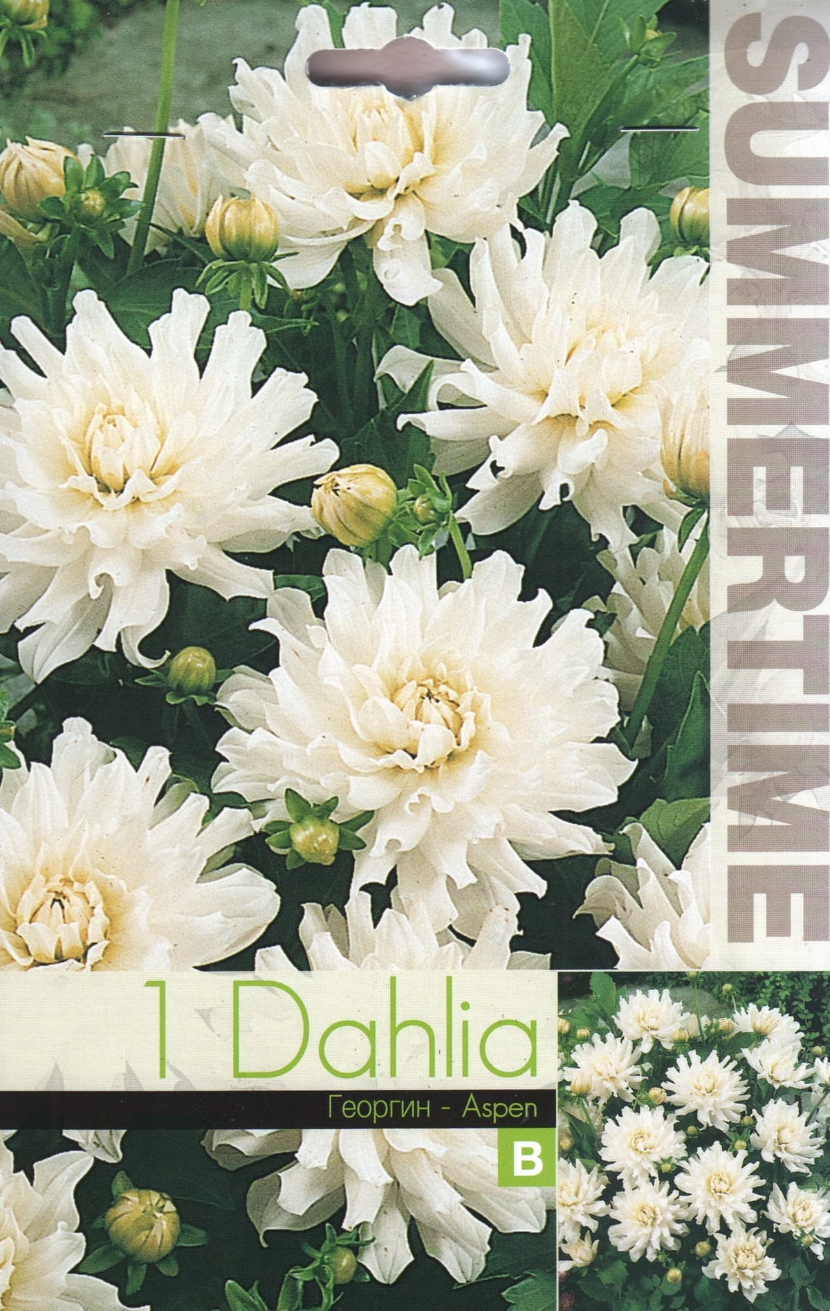 Dekoratiivdaalia "Aspen"