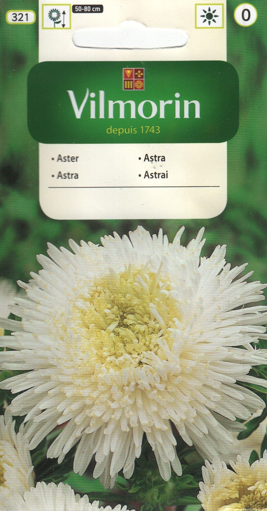 Aster "Balbinka"