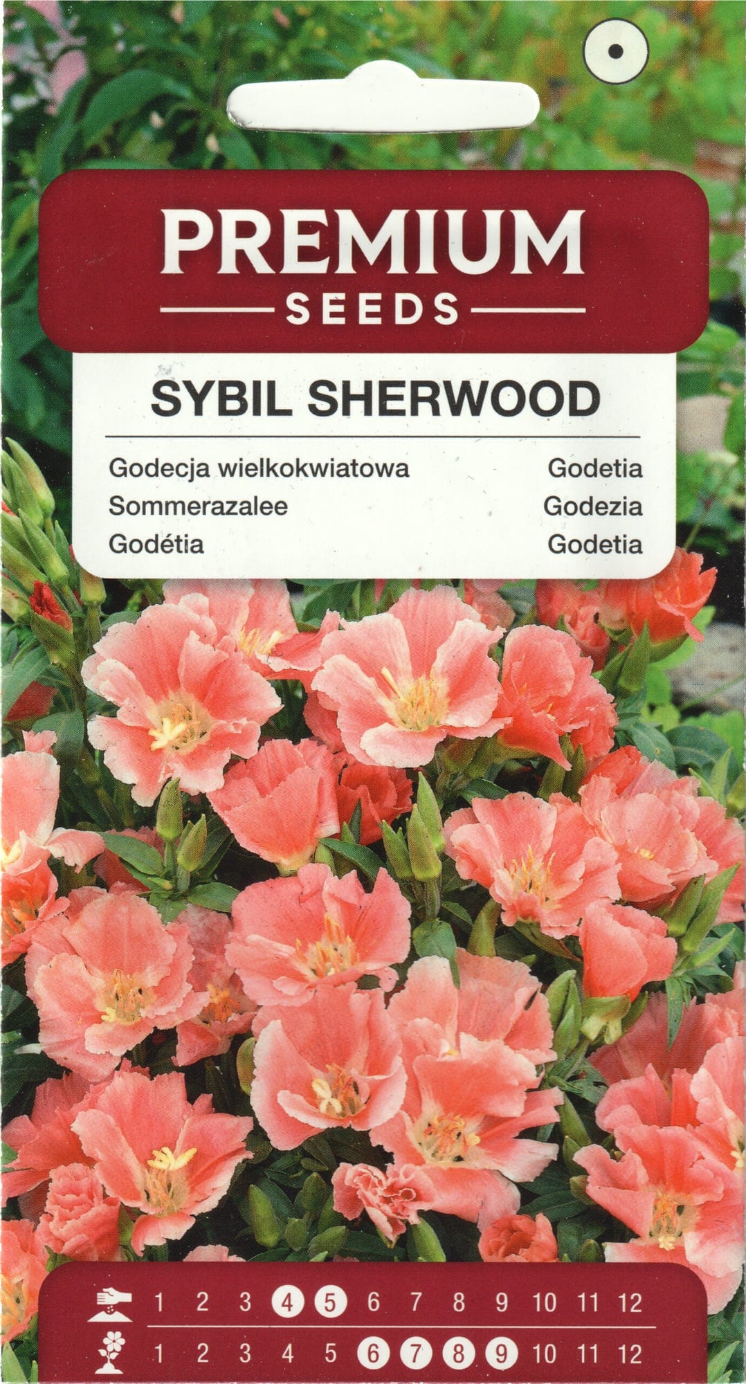 Suureõieline sametlill "Sybil Sherwood"