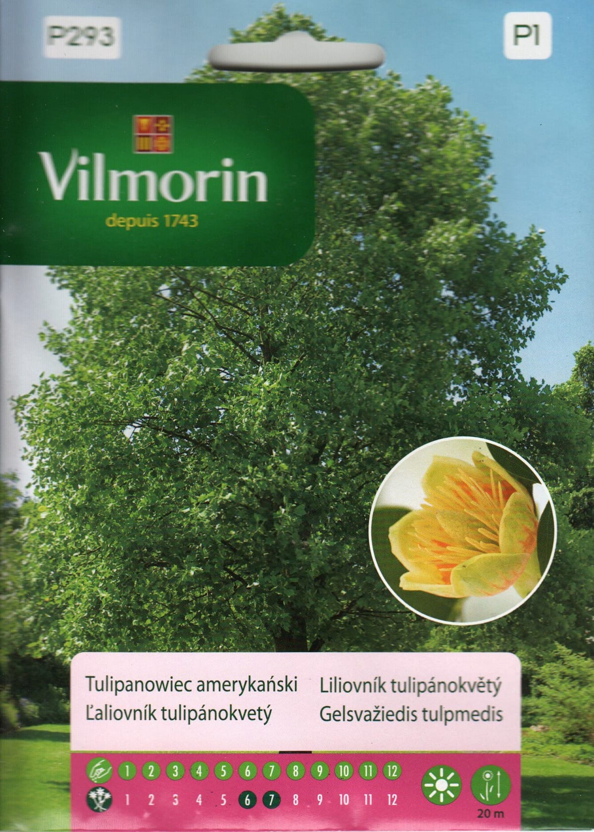 Harilik tulbipuu