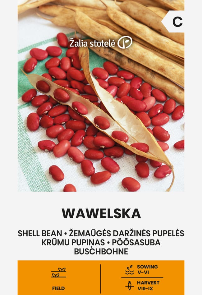 Aeduba "Wawelska"