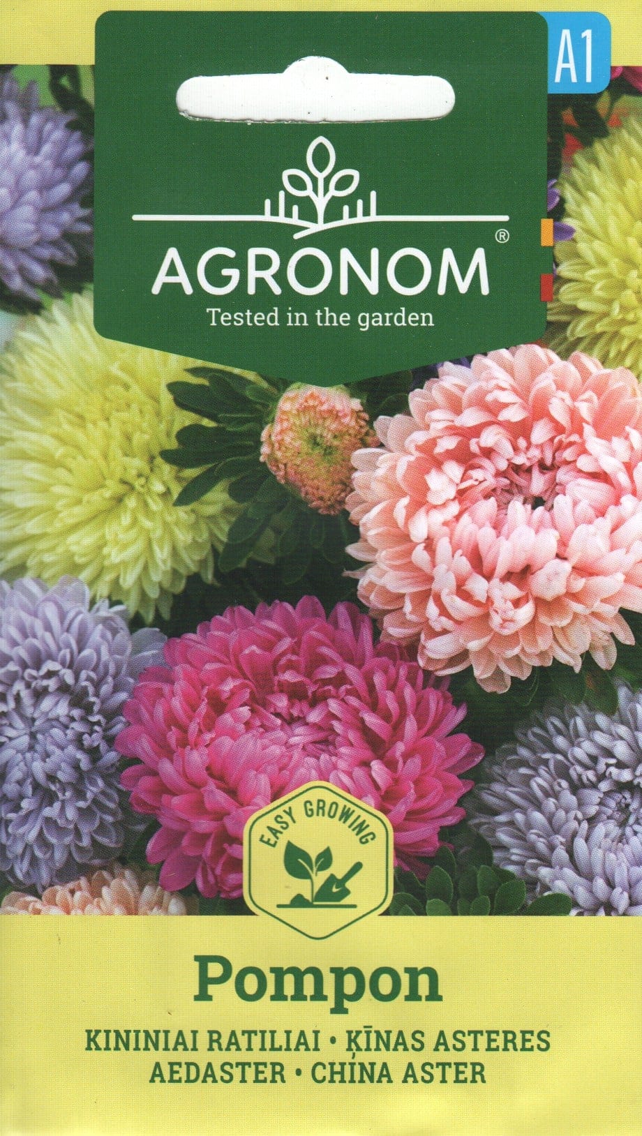 Aster "Pompon"