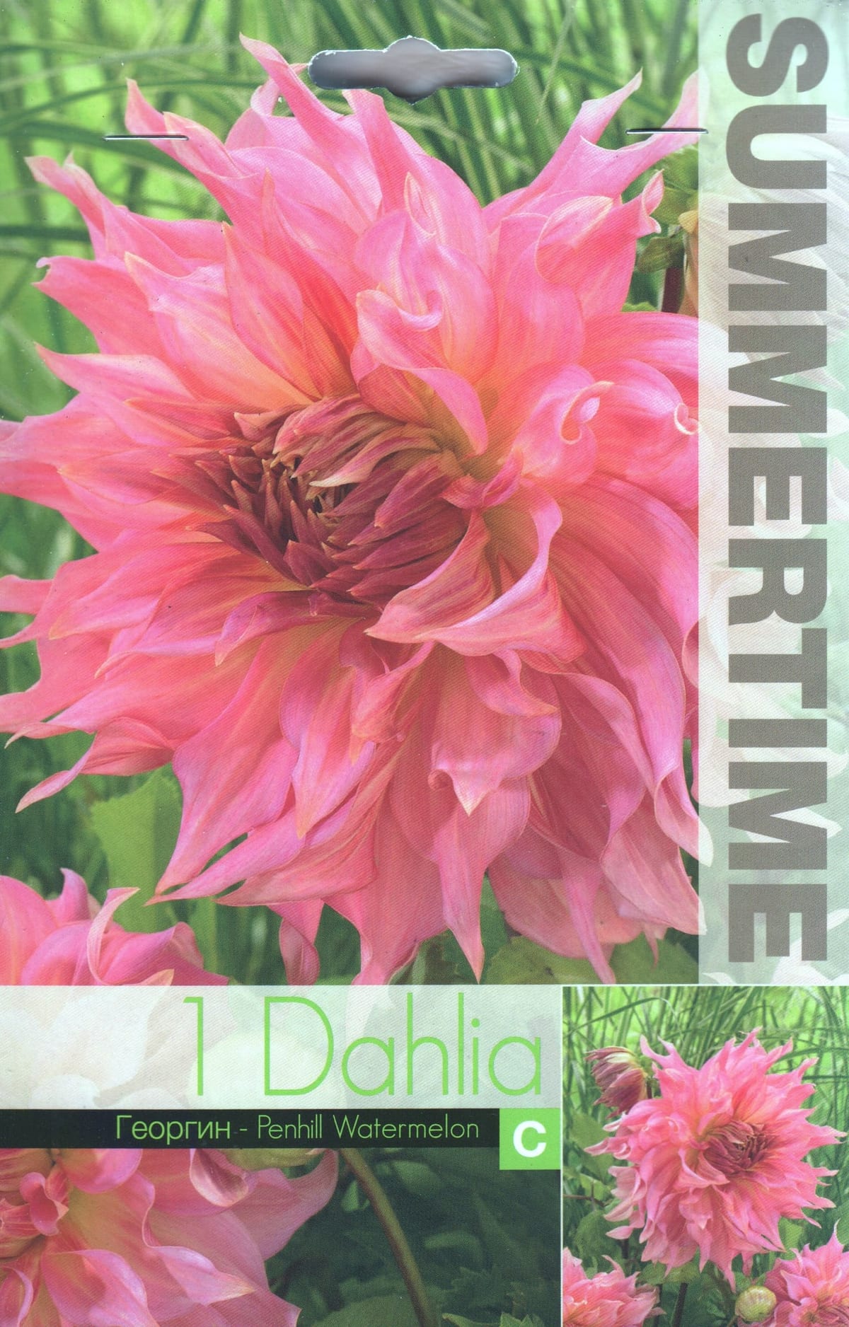 Dekoratiivdaalia "Penhill Watermelon"