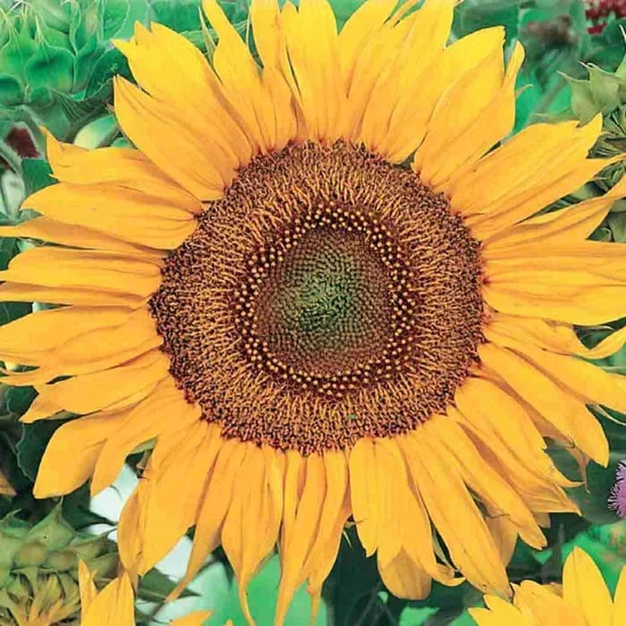 Harilik päevalill "Sunspot" 100 grammi