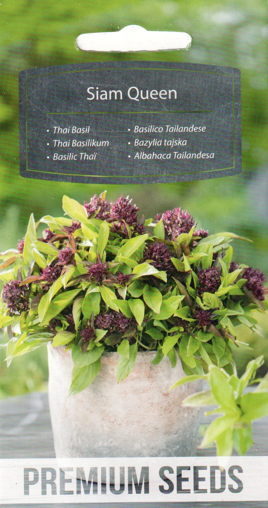 Tai basiilik "Siam Queen"