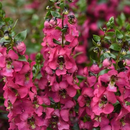 Inglilill "Serenita Rose"