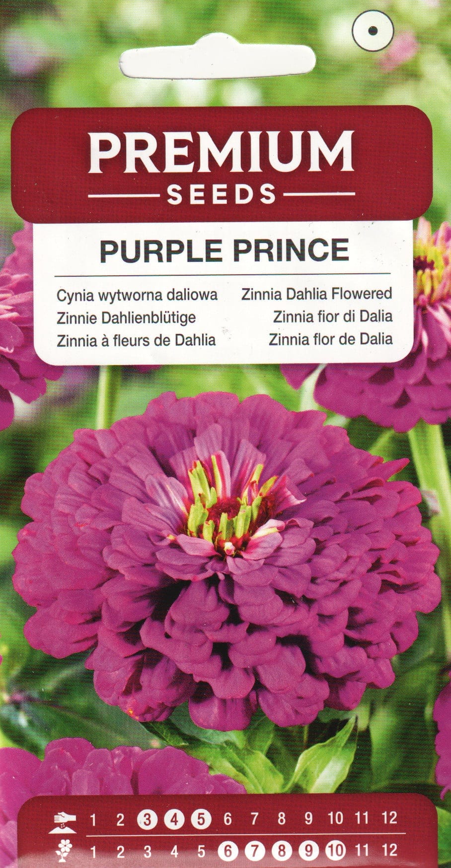 Harilik pruudisõlg "Purple Prince"