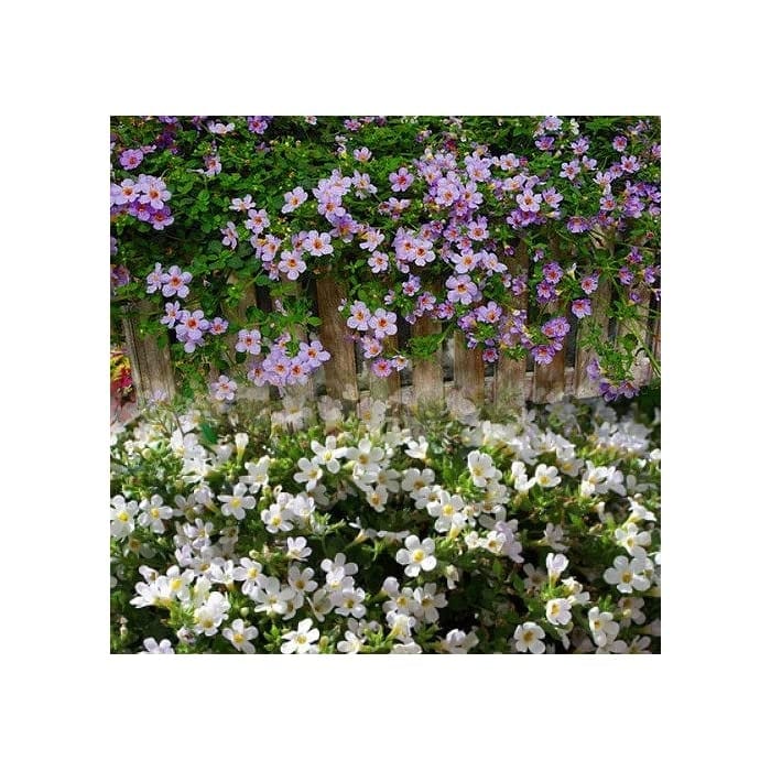 Bacopa "Utopia"