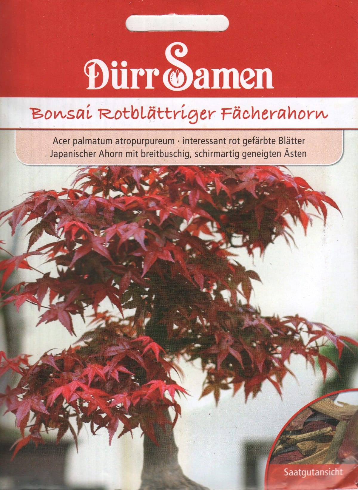 Kämmalvaher  "Atropurpureum"