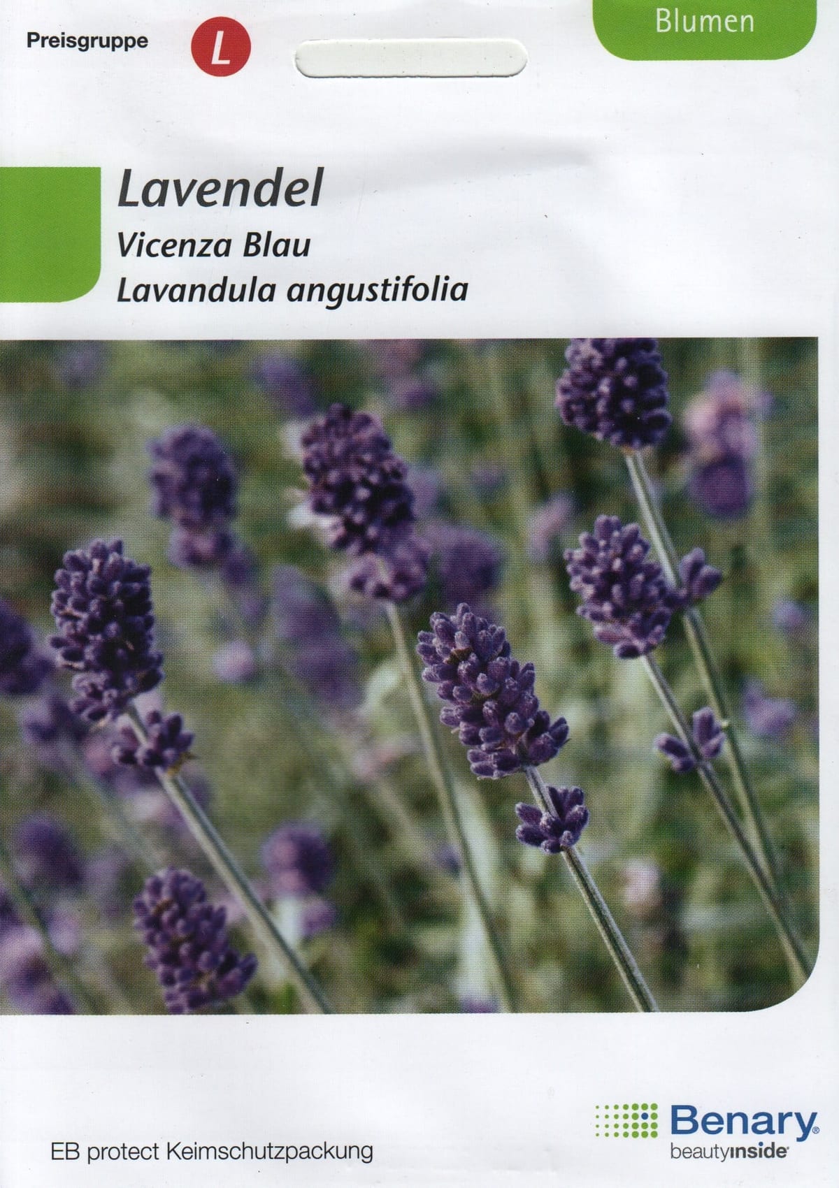 Tähklavendel "Vicenza Blau"
