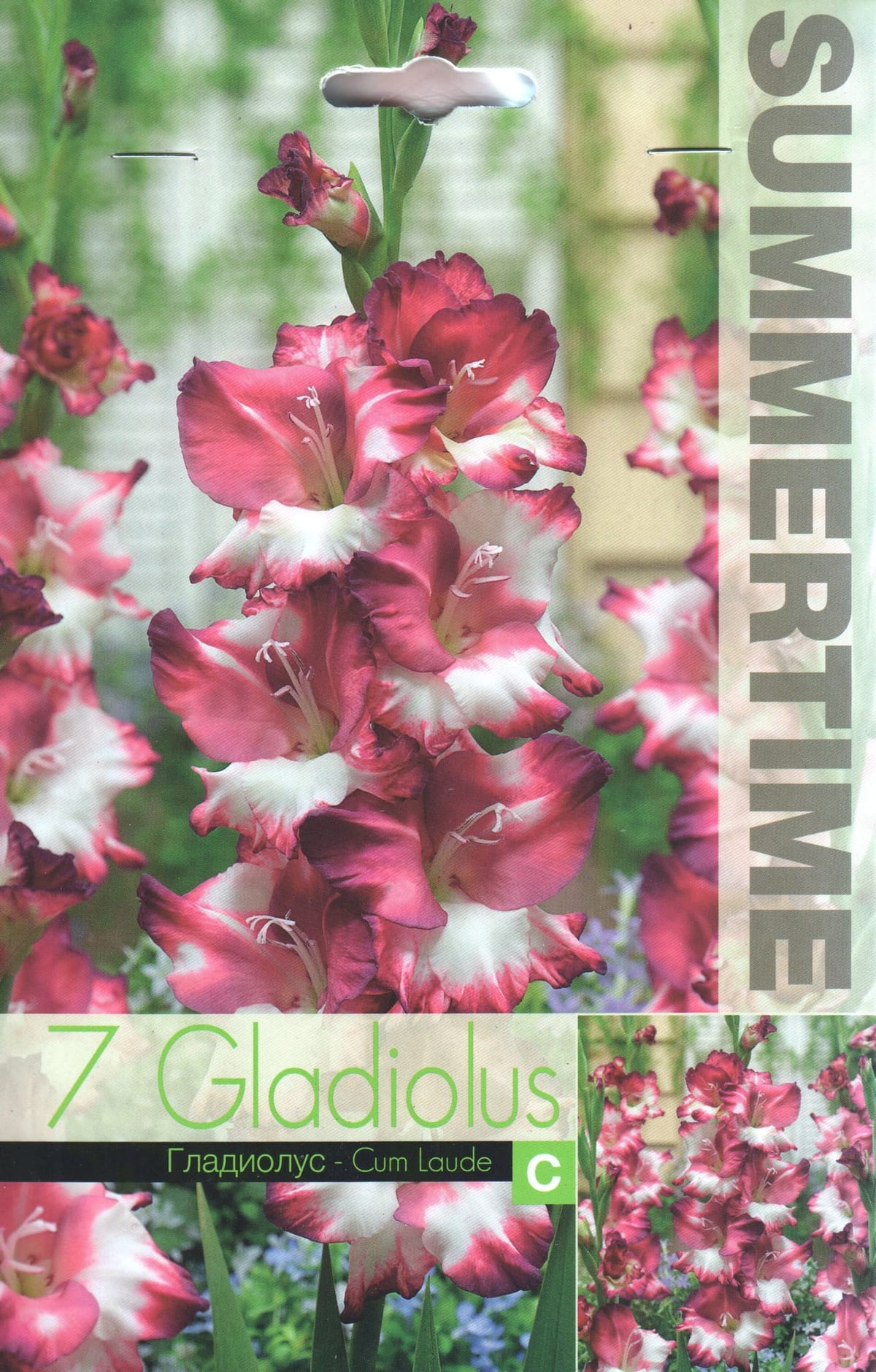 Gladiool "Cum Laude"