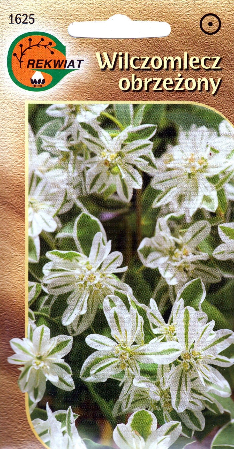 Kirjulehine piimalill