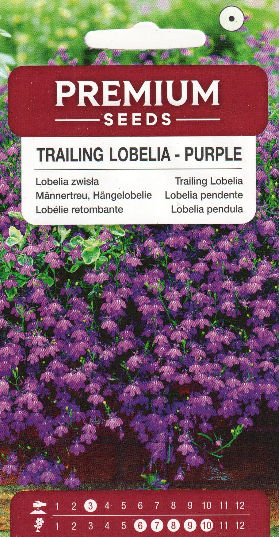 Ripp-lobeelia purpur-lilla