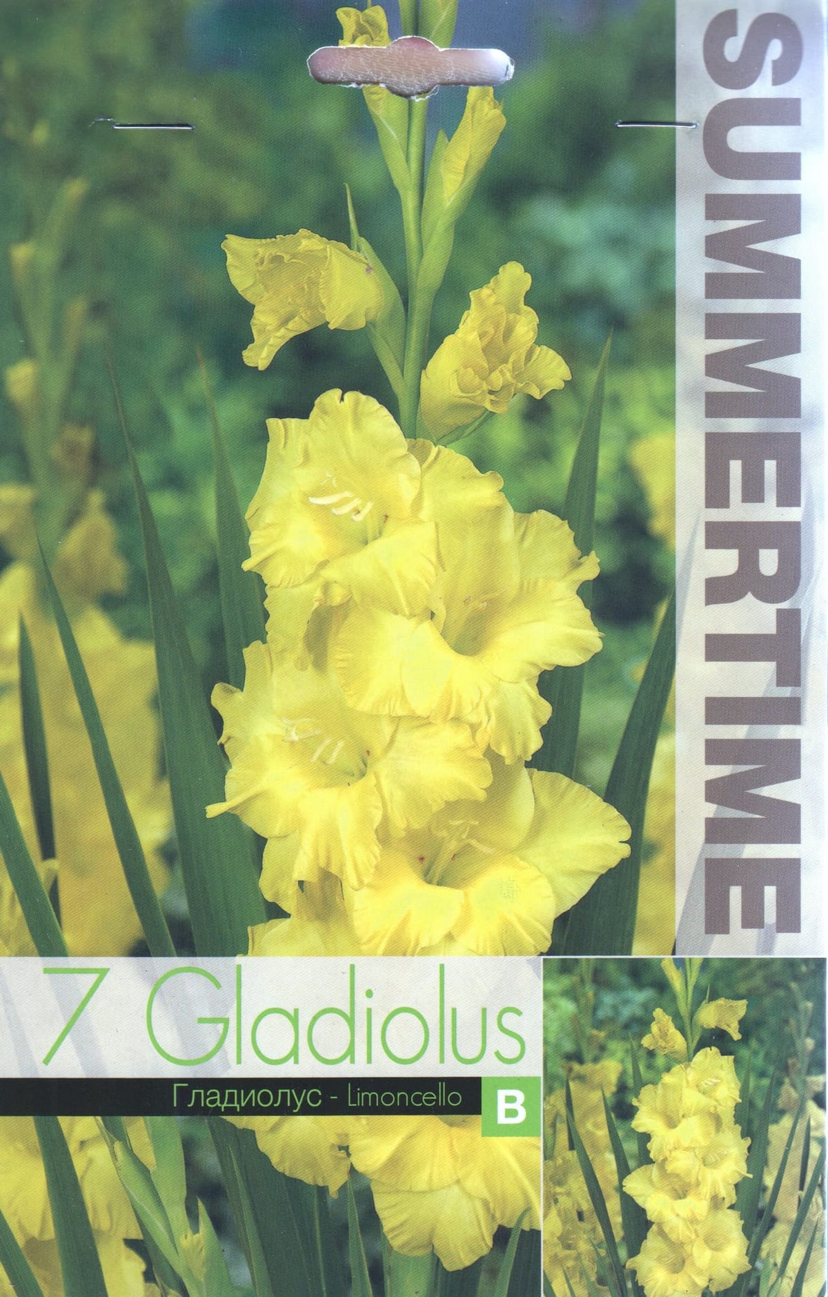 Gladiool "Limoncello"