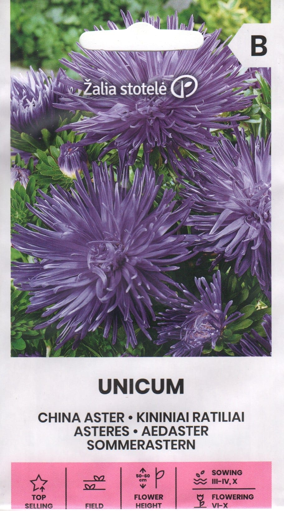 Aster "Unicum Blue"