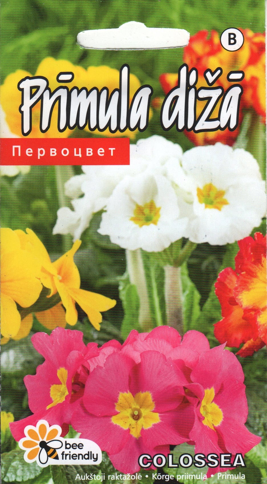 Kõrge priimula "Colossea"