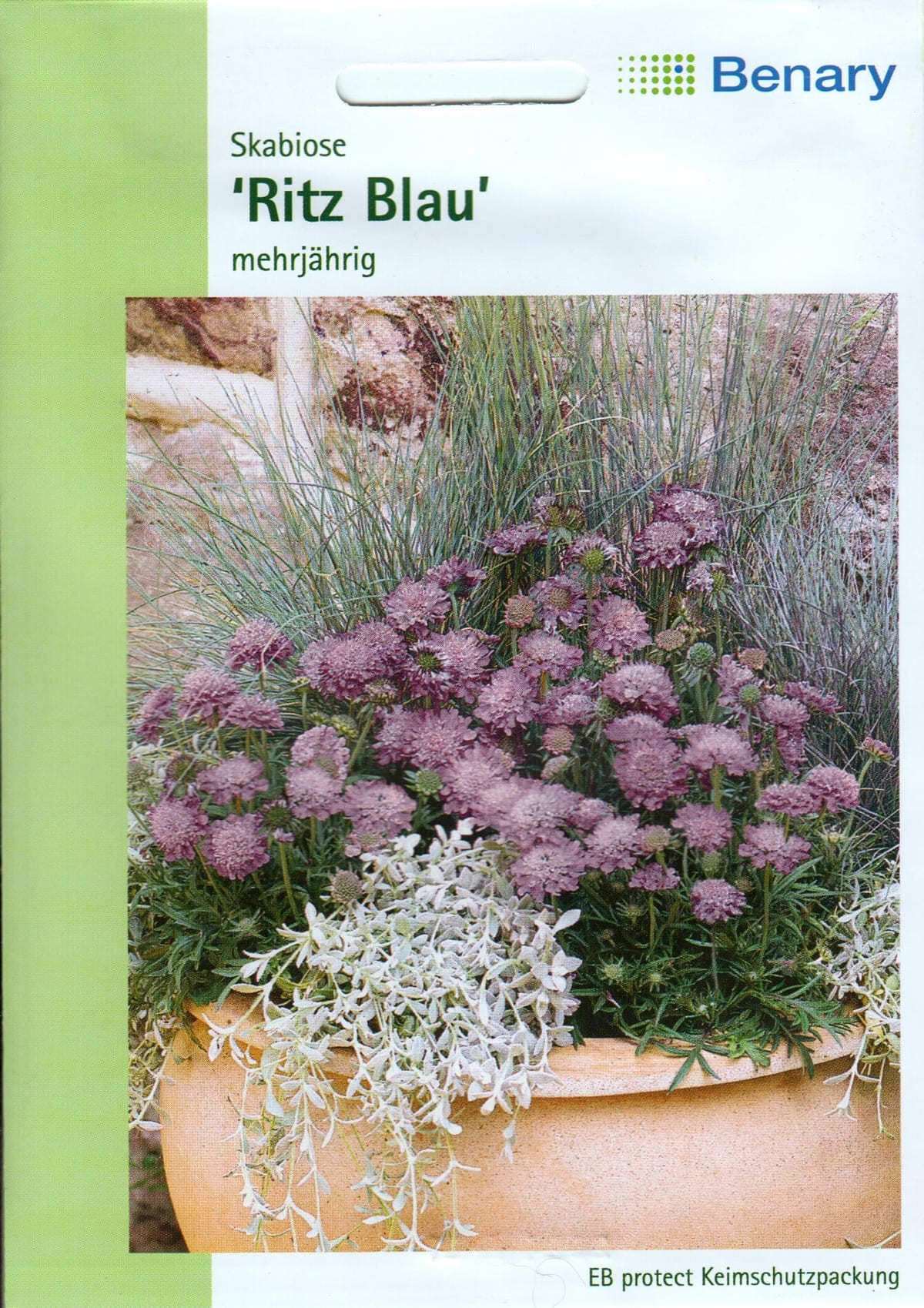 Jaapani tähtpea "Ritz Blau"