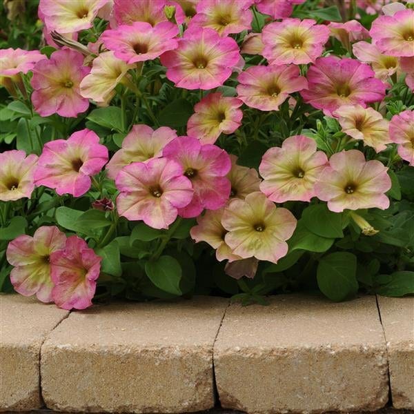 Petuunia "Debonair Dusty Rose"