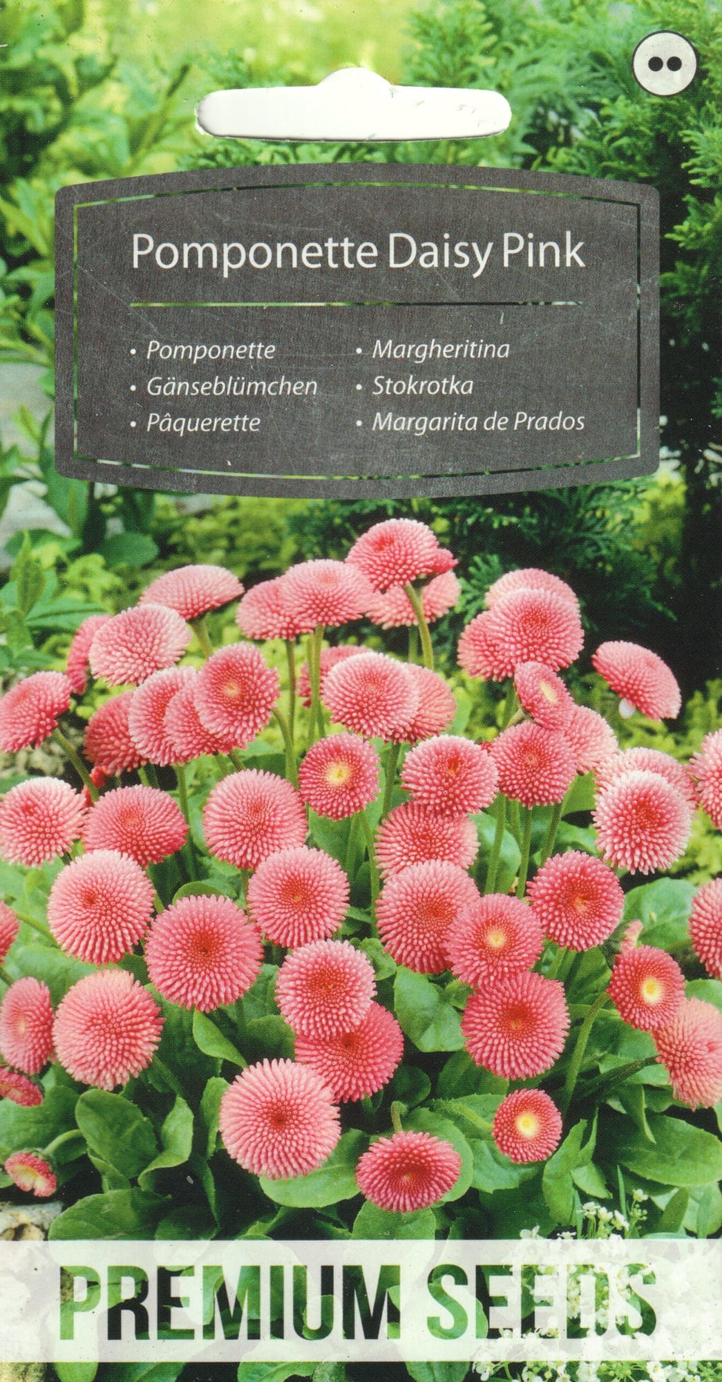 Harilik kirikakar "Pomponette Daisy Pink"