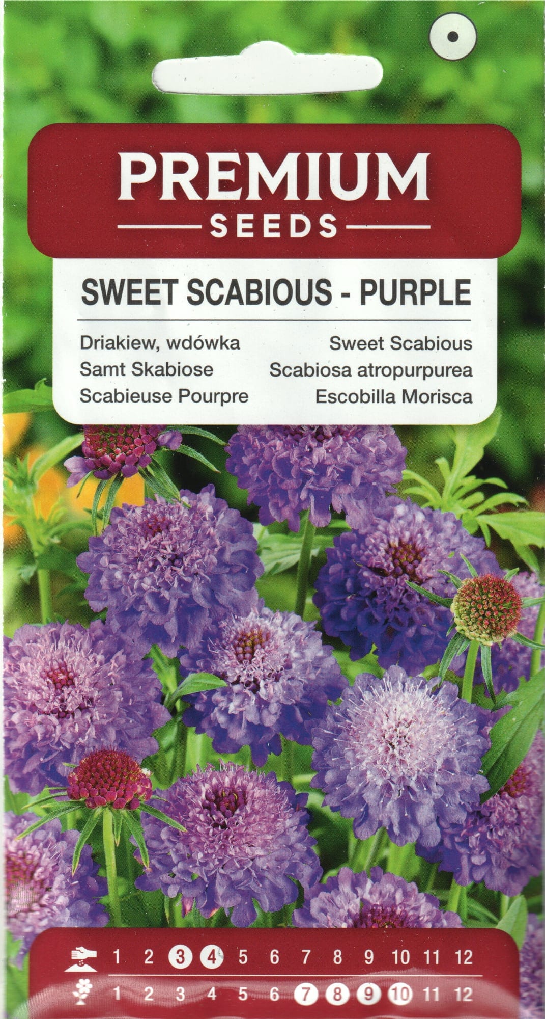 Hurmeline tähtpea "Purple"