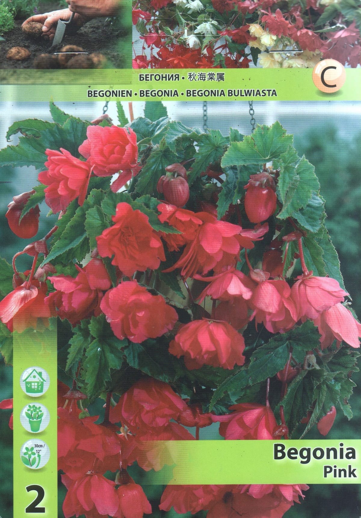 Ripp-mugulbegoonia "Pendula Pink"
