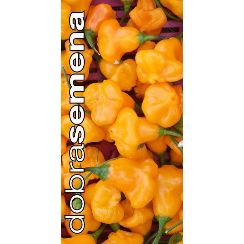 Maripaprika "Aji Fantasy Orange"