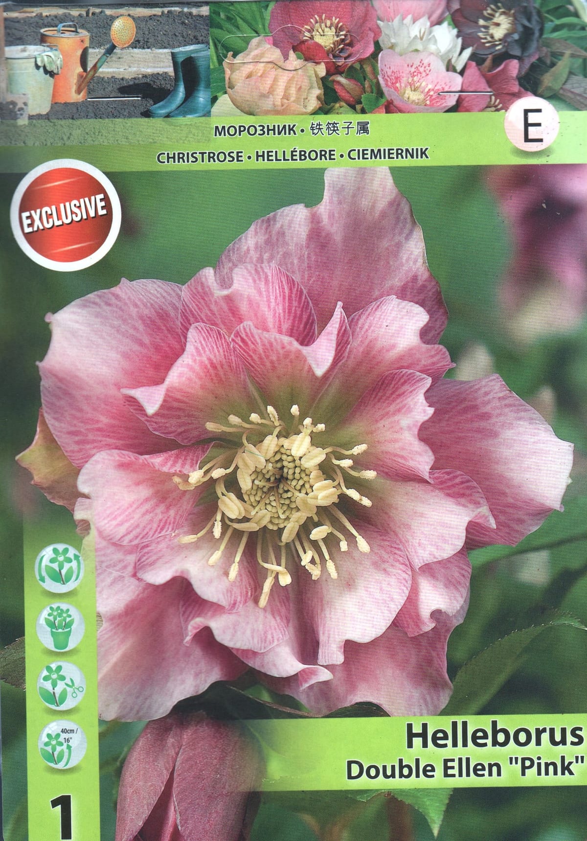 Kaukaasia lumeroos "Double Ellen Pink"