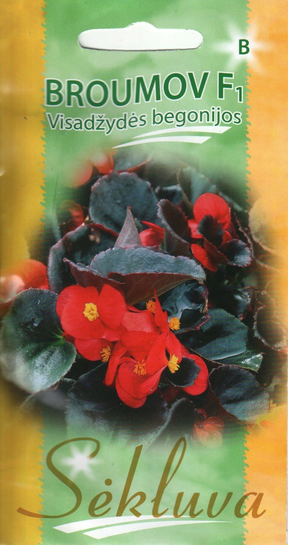 Alatiõitsev begoonia "Broumov"