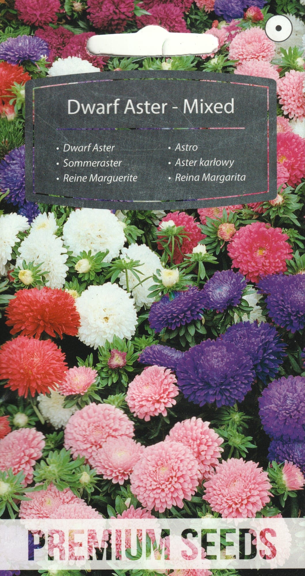 Aster "Dwarf Mixed"