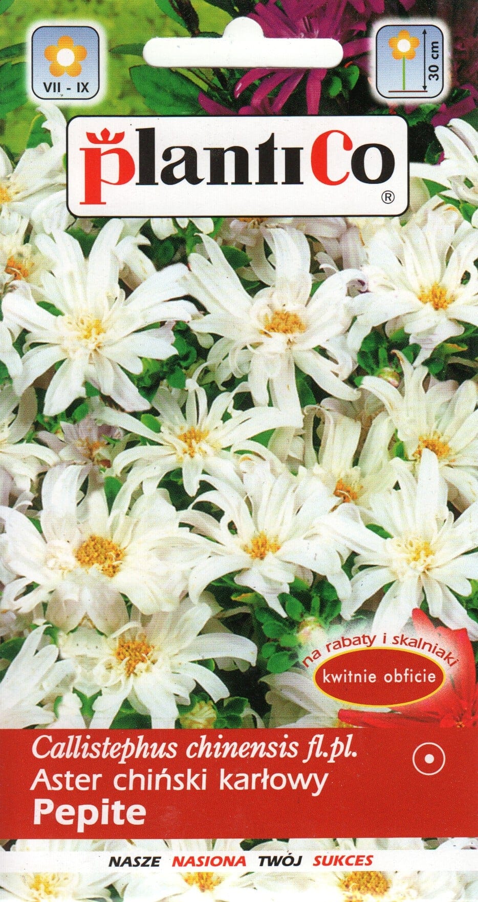 Aster "Pepite White"