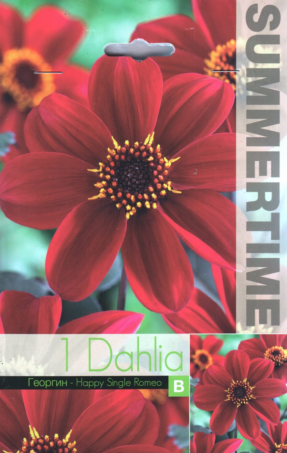 Lihtõieline daalia "Happy Single Romeo"