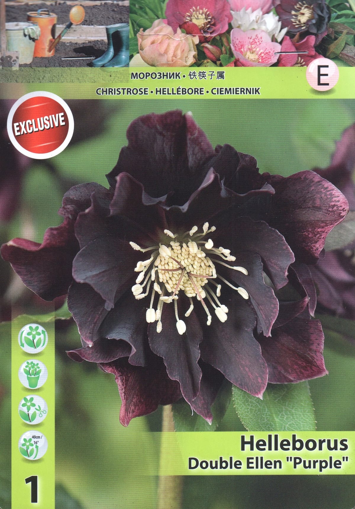 Kaukaasia lumeroos "Double Ellen Purple"