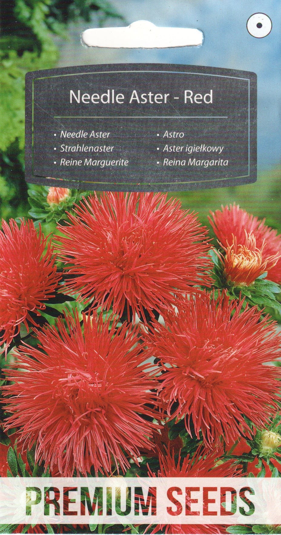Aster punane