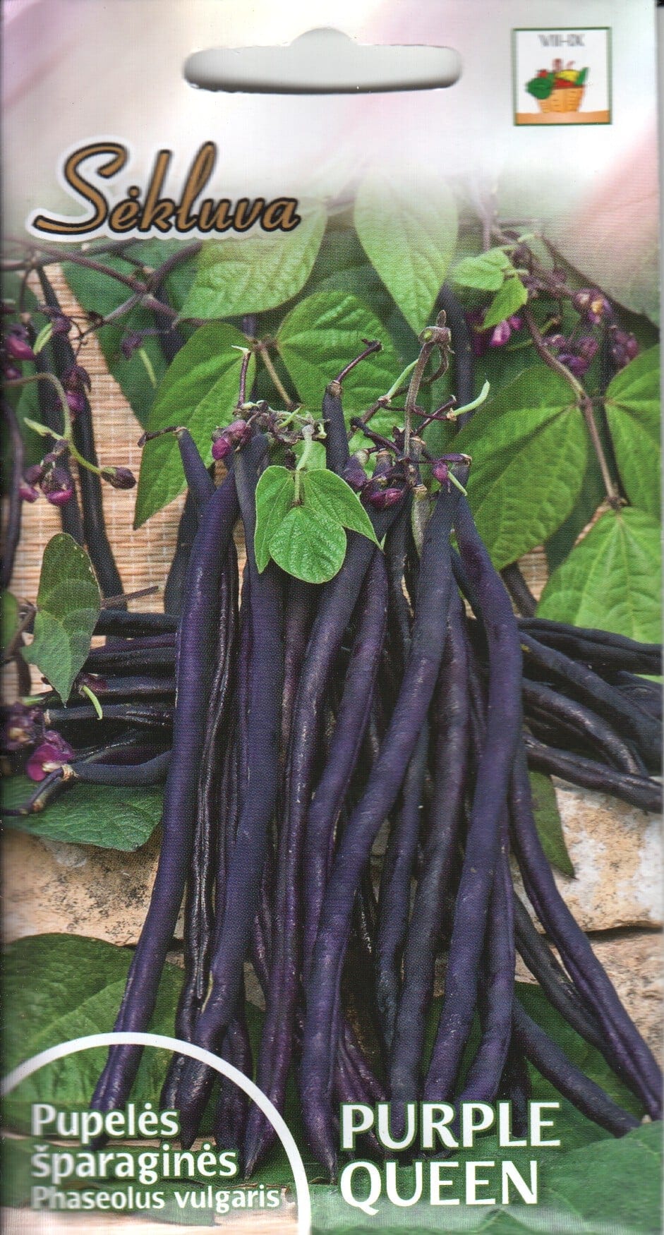 Aeduba "Purple Queen"