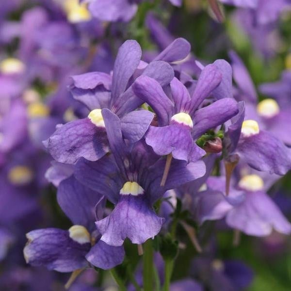 Mäginemeesia "Poetry Blue"