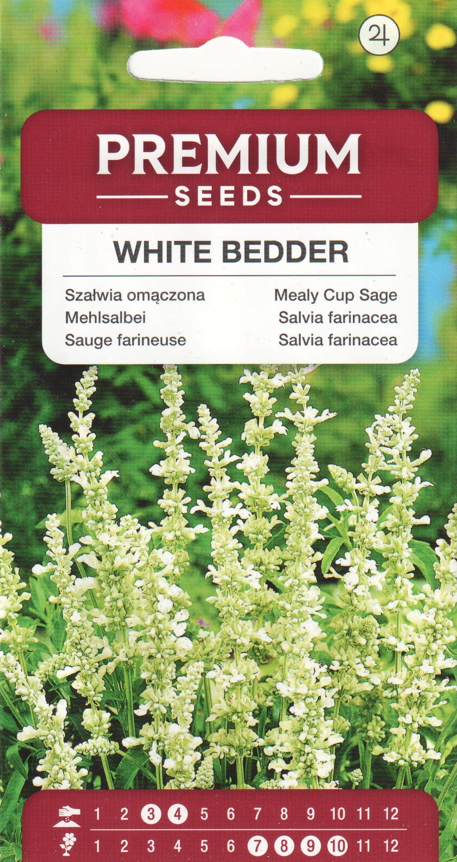 Hall salvei "White Bedder"