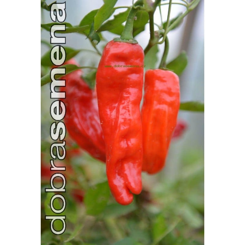 Kariibi paprika "Venezuelan Tiger"