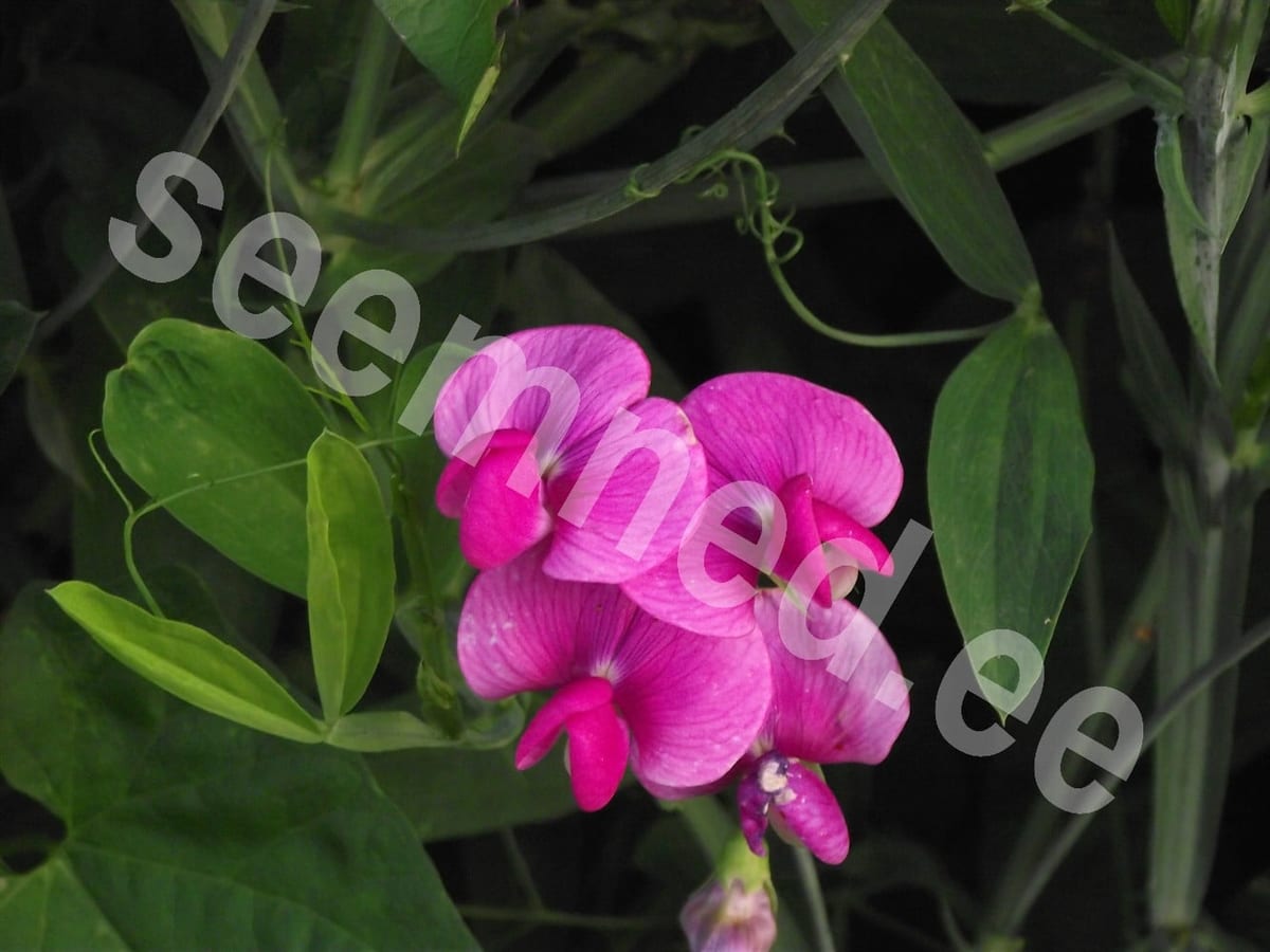 Laialehine seahernes "Pink Pearl" / püsiklillhernes