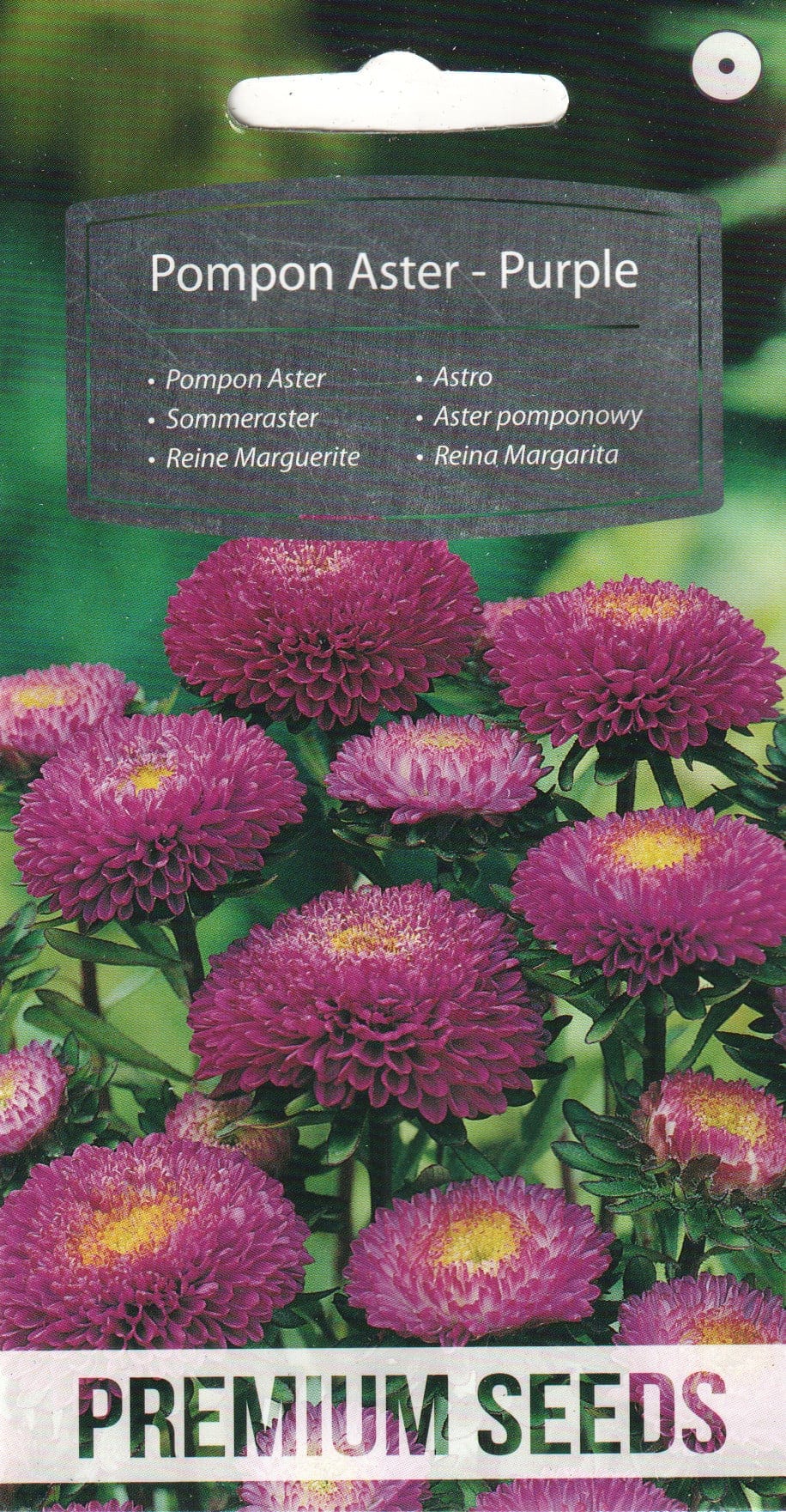 Aster purpur-lilla